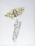 Judith Mason, Mothmask II, four colour lithograph
