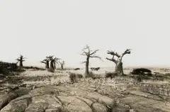 Glen Green, Landscape with Baobabs, photographic print on paper