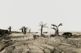 Glen Green, Landscape with Baobabs, photographic print on paper