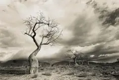 Glen Green, Landscape with Baobabs, Malawi, archival film and silver gelatin-tone photographic print on paper
