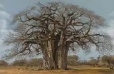 Paul Bosman, Baobab, chalk pastel on paper