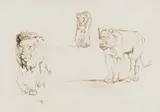 Lion and Lionesses Walking by Zakkie Eloff, sepia ink on paper, sold Mar 2022