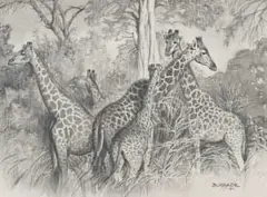Ben (Leslie Thomas) Burrage, Family Gathering – Kruger Park, pencil on paper