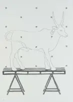 Kevin Roberts, White Ox, pencil on paper