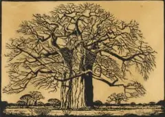 Jacobus Hendrik Pierneef, Kremetartboom, Bosveld, N.T. (Nilant 73), linocut