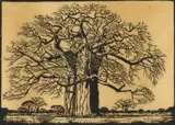 Jacobus Hendrik Pierneef, Kremetartboom, Bosveld, N.T. (Nilant 73)