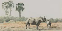 Lindsay Scott, Black Rhinoceros and Calf, coloured pencil on paper
