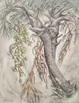 Barbara Tyrrell, Ilala Palm (Hyphaene coriacea), mixed media with ink on board