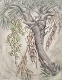 Barbara Tyrrell, Ilala Palm (Hyphaene coriacea), mixed media with ink on board