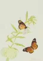 Thalia Lincoln, Gomphocarpus physocarpus (Balloon Milkweed) with African Monarch Butterflies, coloured pencil on paper