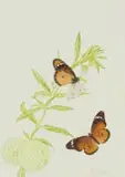 Thalia Lincoln, Gomphocarpus physocarpus (Balloon Milkweed) with African Monarch Butterflies, coloured pencil on paper