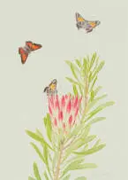 Thalia Lincoln, Protea repens with pollinator, coloured pencil on paper