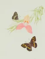 Thalia Lincoln, Disa uniflora (Pride of Table Mountain) with Meneris tulbaghia (Mountain Pride Butterfly), coloured pencil on paper