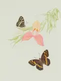 Thalia Lincoln, Disa uniflora (Pride of Table Mountain) with Meneris tulbaghia (Mountain Pride Butterfly), coloured pencil on paper