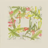 Thalia Lincoln, Wreath of Ericas, coloured pencil on paper