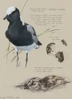 Liz McMahon, Blacksmith Plovers, watercolour on paper