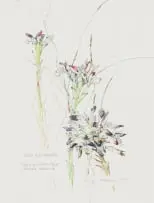 Liz McMahon, Disa atricapilla, watercolour on paper