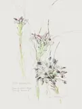 Liz McMahon, Disa atricapilla, watercolour on paper