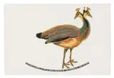 Joachim Schönfeldt, Untitled (Peahen)