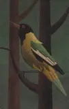 Diederick During, Black-Headed Oriole, oil on board