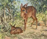 Heinrich von Michaelis, A Pair of Grysbok, oil on board