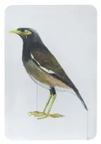 Georgina Gratrix, Indian Myna, watercolour on paper