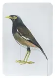 Georgina Gratrix, Indian Myna