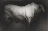 Paul Emsley, Bull