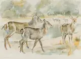 Patricia Mary Vaughan, Waterbuck, watercolour on paper