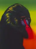 Norman Catherine, Mandrill