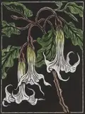 Gregoire Boonzaier, Moon Flowers, hand-coloured linocut on paper