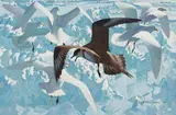 Keith Shackleton, 83 Degrees N. Arctic Skua and Ivory Gulls, oil on board