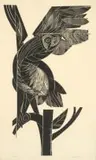 Raymond Andrews, Owl