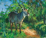Zakkie Eloff, Waterbuck