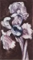 William Kentridge, White Iris, colour drypoint and aquatint