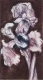 William Kentridge, White Iris, colour drypoint and aquatint