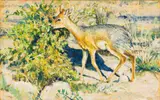 Zakkie Eloff, Steenbok
