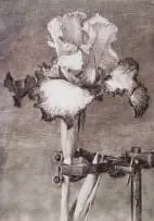 William Kentridge, Iris II (In Clamp), 2005, digital print with pigment inks on cotton rag paper