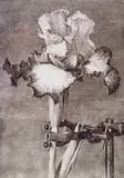Iris II (In Clamp) by William Kentridge, 2005, digital print with pigment inks on cotton rag paper, sold May 2021