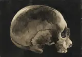 Walter Oltmann, Skull, Indian ink on paper