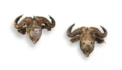 Wim Botha, Buffalo Heads; two, books and metal