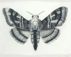 Moth by Walter Oltmann, charcoal and pastel on paper, sold Sep 2019