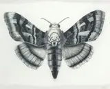 Walter Oltmann, Moth, charcoal and pastel on paper