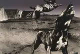 Jo Ratcliffe, NADIR 10, 1987, screen printed photographic lithograph