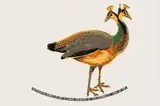 Joachim Schönfeldt, Peahen