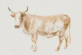 Leigh Voigt, Umngithikazi (Nguni Cow)