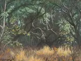 Willem Hermanus Coetzer, Bosveld