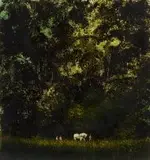 James Mooney, Worker in the Forest