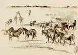 Waterhole by Zakkie Eloff, ink on paper, sold Jun 2019