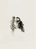 Minnette Vári, Swan, ink on paper